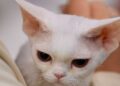 Gato Devon Rex blanco de pelo rizado y orejas grandes en brazos de su dueña