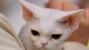 Gato Devon Rex: carácter, cuidados y precio en España