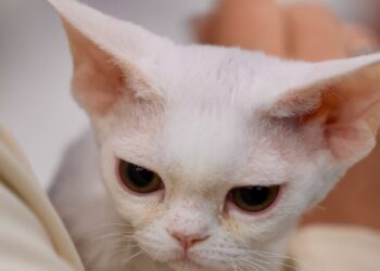 Gato Devon Rex blanco de pelo rizado y orejas grandes en brazos de su dueña