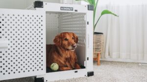 Mejores transportines para perros: guía de compra 2026