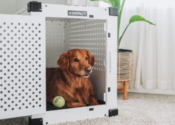 Perro golden retriever descansando dentro de uno de los mejores transportines para perros