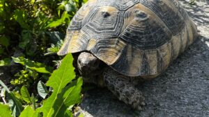 Tortuga de tierra como mascota: cuidados y legalidad