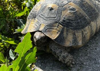 Tortuga de tierra como mascota caminando sobre hierba en un recinto exterior