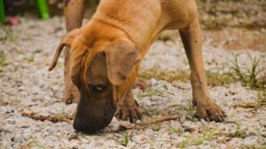 Enseñar a un perro a no comer del suelo paso a paso