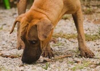 Perro marrón olfateando el suelo durante el paseo, situación clave para enseñar a un perro a no comer del suelo