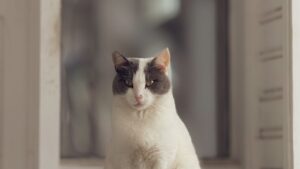 Cuánto cuesta tener un gato en España: gastos reales