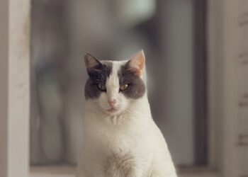 Gato doméstico sentado en el interior de una casa, ilustrando cuánto cuesta tener un gato en España