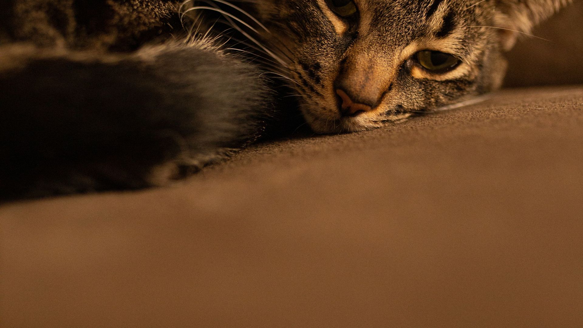 Gata en celo descansando tranquila en el sofá de casa durante su ciclo