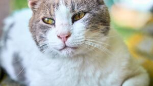 Edad de un gato en años humanos: tabla por etapas