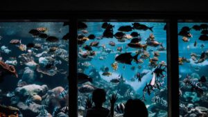 Peces como mascota para niños: guía del primer acuario