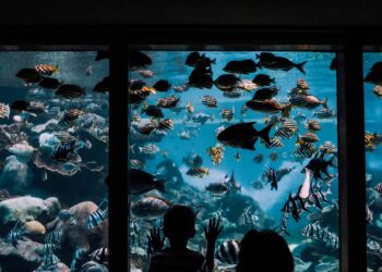 Niño observando peces de colores en un acuario, peces como mascota para niños