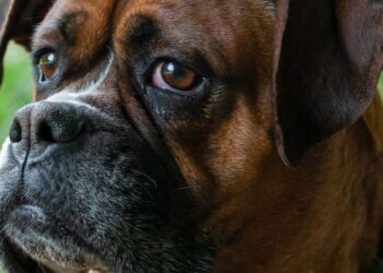 Perro bóxer leonado de perfil al aire libre, raza atlética de pelo corto