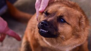 Perro que gruñe: qué significa y cómo actuar