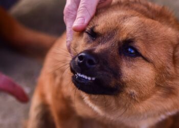 Perro que gruñe mientras una mano lo acaricia, señal de aviso de incomodidad