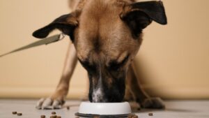 Mejores comederos para perros: guía de compra 2026