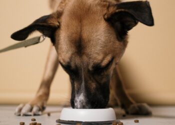 Perro comiendo pienso en uno de los mejores comederos para perros de acero