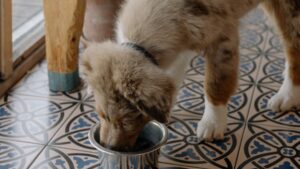 Comida húmeda para perros: cuándo y cómo combinarla