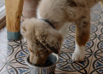 Perro comiendo comida húmeda para perros en un cuenco