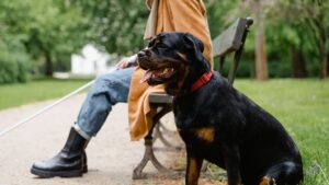 Rottweiler: carácter, cuidados y ley PPP en España