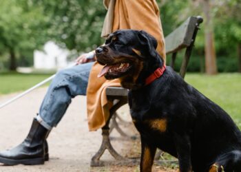 Rottweiler negro y fuego sentado y tranquilo junto a su dueño en un parque