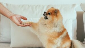 Premios para perros: cuáles son sanos y cuántos dar