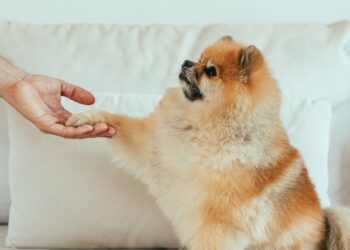 Perro recibiendo uno de sus premios para perros de la mano de su dueña en el sofá