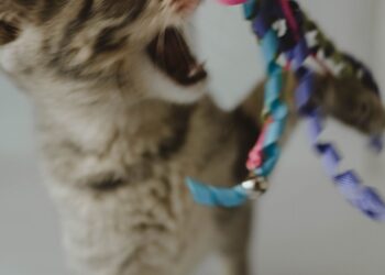 Gatito jugando con un ratón de juguete, uno de los mejores juguetes para gatos