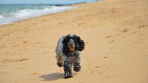 Cocker spaniel: carácter, cuidados y salud de la raza