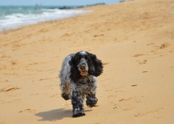 Cocker spaniel corriendo feliz por la playa, perro de raza cocker spaniel