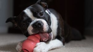 Perro mordiendo un juguete masticable: qué hacer cuando tu perro destroza cosas
