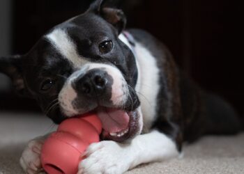 Perro mordiendo un juguete masticable: qué hacer cuando tu perro destroza cosas