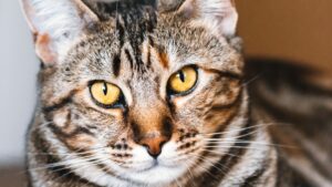 Gato que vomita: causas frecuentes y qué hacer en casa