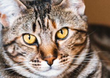 Gato atigrado tumbado y tranquilo en casa, observado por si vomita