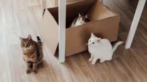 Mudanza con mascotas: cómo preparar a tu perro o gato