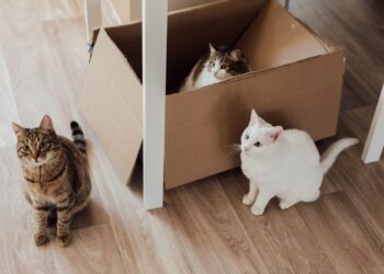 Gato atigrado junto a una caja de cartón durante una mudanza con mascotas