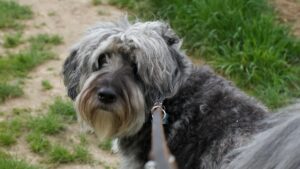 Mejores correas para perros: guía de compra 2026