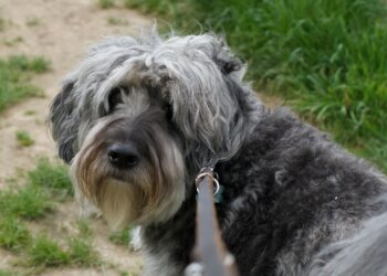 Perro peludo con correa paseando por un parque verde, ejemplo de mejores correas para perros